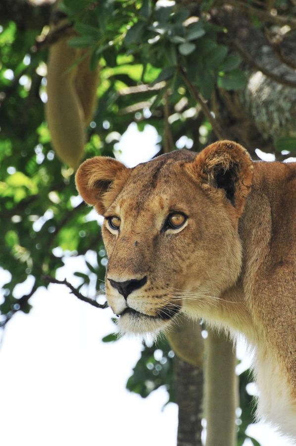 Apoka Safari Lodge Loitanit Esterno foto